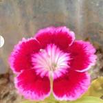 beautiful Profile Picture